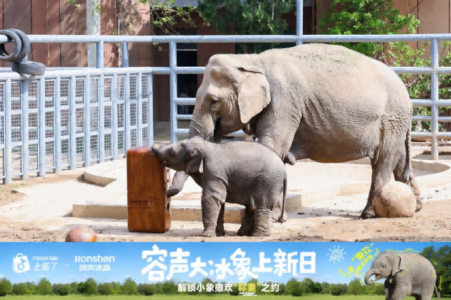 告别冷冻室“爆仓”!容声大冰象携手小象“撒欢”,用270公斤食材上演“称象”挑战