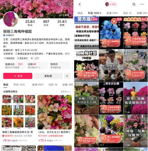 把三角梅卖到西藏：快手电商里的小商家，和他们的慢生意